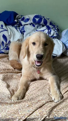 animales y mascotas - Golden Retriever Hembra  2