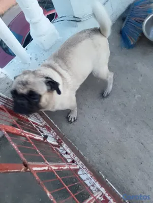 animales y mascotas - Pug cachorro pequeño perro pequeño  6