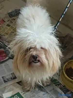 animales y mascotas - SHIPOO PARA MONTA 2