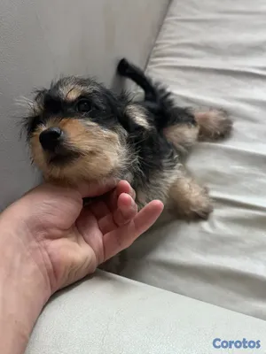 animales y mascotas - Cachorro Schnauzer Mini (HEMBRA) 6