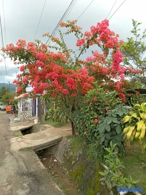 solares y terrenos - SE VENDE HERMOSA FINCA EN EL CACAO de San Cristoba 14