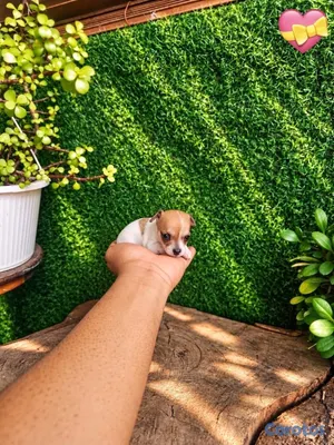 animales y mascotas - OFERTA CACHORRO CHIHUAHUA HEMBRA MINI UBICADO EN SANTO  5