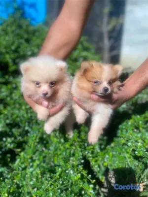 animales y mascotas - Cachorros Pomerania 🤍🐶🐾
Macho y hembra 7