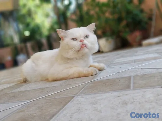 animales y mascotas - Persa blanco exótico cara chata ojos azules claro. Macho adulto, pelaje blanco  3
