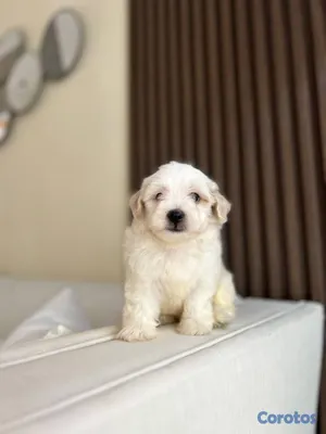 animales y mascotas - OFERTA CACHORRO MALTIPOO MACHO EN SANTO DOMINGO Y  2