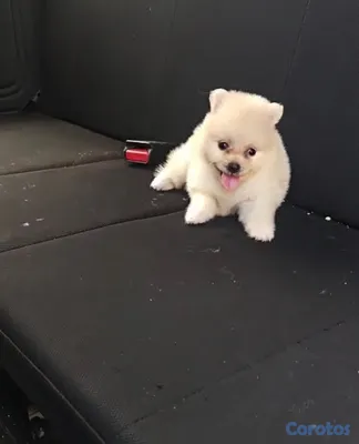 animales y mascotas - Cachorros Huskie y Pomerania dé venta 5