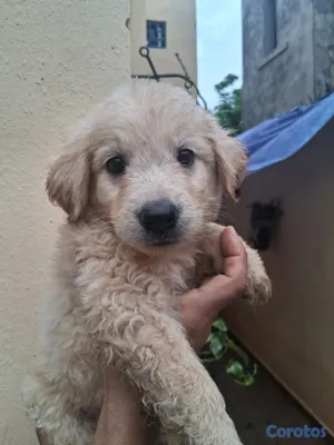 animales y mascotas - Lindos y juguetones  Golden Retriever esperando ser parte de tu casa  4