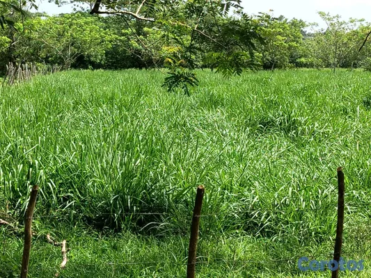 solares y terrenos - finca de 3000 tareas con vocación agrícola en Monte Plata  6
