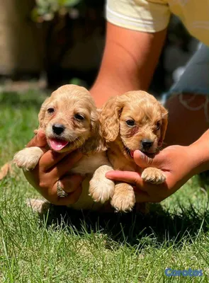 animales y mascotas - hermosos Cachorros cocker spaniel  2