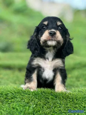 animales y mascotas - hermosos cachorritos  cocker spaniel  3