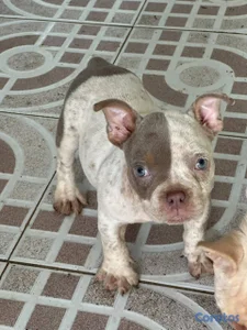 OFERTA CACHORRO AMERICAN BULLY POCKET HEMBRA UBICA