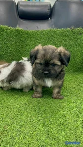 hermosos cachorritos de shipoo toy ambos sexo 