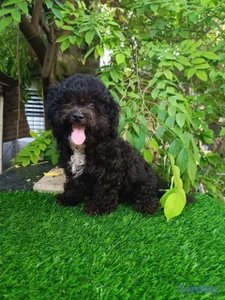 OFERTA CACHORRO POODLE TOY AMBO SEXO UBICADA EN SA