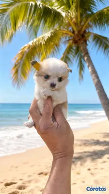 animales y mascotas - hermosos cachorritos de Chihuahua  5