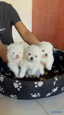 animales y mascotas - Pomerania hembra  2