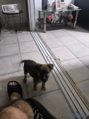 animales y mascotas - Perro en adopción  2