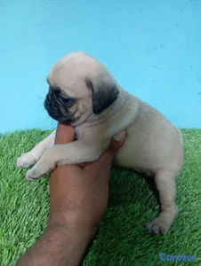 pug