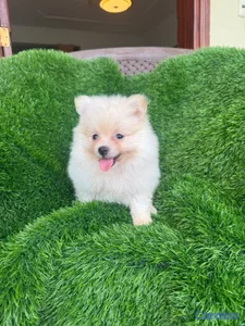 OFERTA CACHORRO POMERANIA HEMBRA EN UBICADO EN SAN