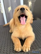 animales y mascotas - golden retriever 