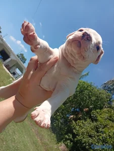 Cachorras Pitbull en venta 