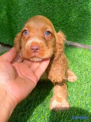 animales y mascotas - hermosos cachorritos cocker spaniel  2