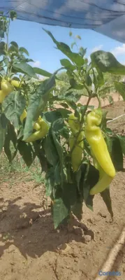 herramientas, jardines y exterior - Fertilizantes Orgánico liquido a campo abierto y I 2