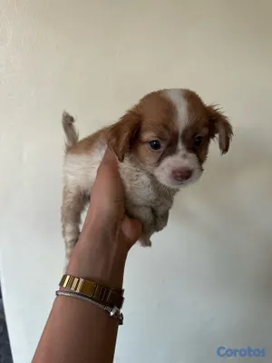 animales y mascotas - CHIHUAHUA MARIPOSA  9