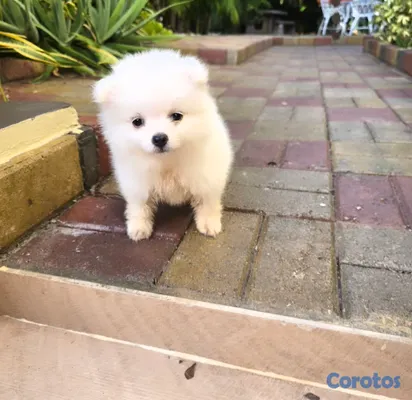animales y mascotas - pomerania hembra 2