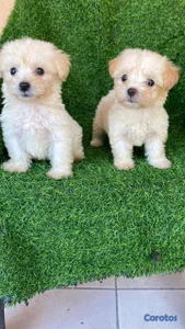 hermosos cachorritos maltipoo mini