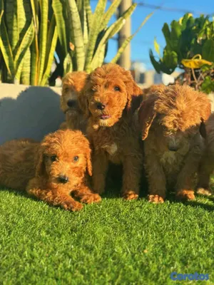animales y mascotas - hermosos Cachorros Goldendoodle  6