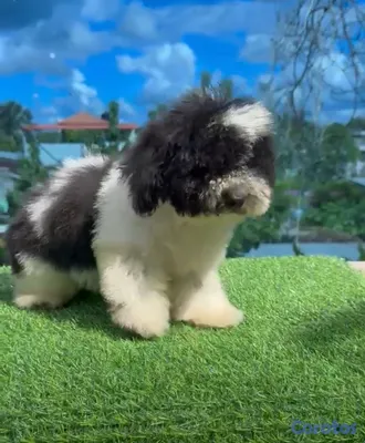 animales y mascotas - OFERTA CACHORRO SHIPOO HEMBRA UBICADO EN SANTO DOMINGO 2