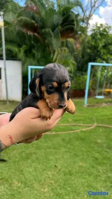 animales y mascotas - Hermosos Cachorritos de Salchichas merle exoticos 5
