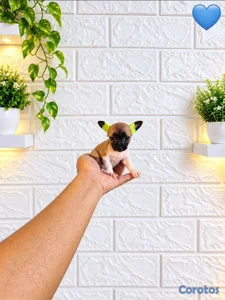 ESPECIAL DE CACHORRO CHIHUAHUA AMBOS SEXO EN UBICA