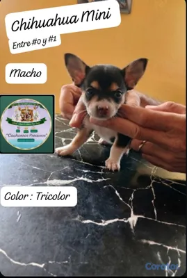 animales y mascotas - Chihuahua Mini/Toy #0 y #1 5