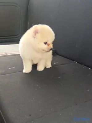 animales y mascotas - Cachorros Huskie y Pomerania dé venta 7
