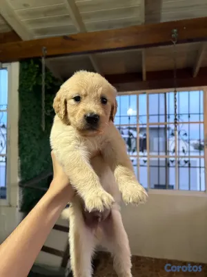animales y mascotas - Golden Retriver  2