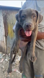 OFERTA CACHORRO PITBULL HEMBRA UBICADO EN SANTO DO