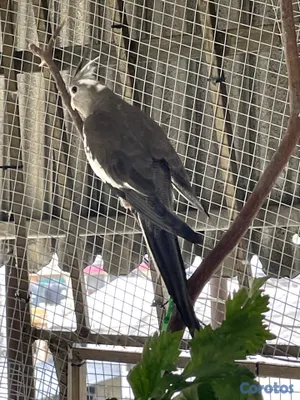 animales y mascotas - 🦜💕 CACATÚAS NINFAS / COCKATIELS 9