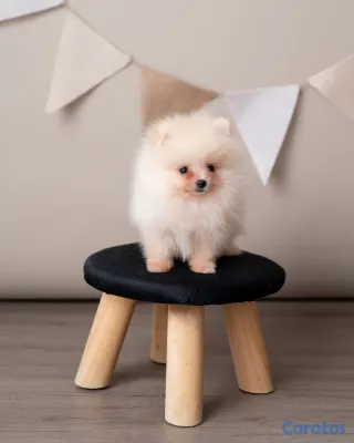 animales y mascotas - Pomerania mini macho  2