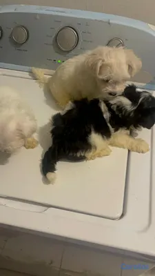 animales y mascotas - Cachorros Shihpoo  3