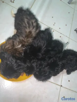 animales y mascotas - Hermosas Cachorras Shipoo, ( HEMBRAS ) madre Shitzoo Padre Shipoo DISPONIBLES, 12