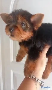 OFERTA CACHORRO YORKIE MACHO EN UBICADO EN SANTO D