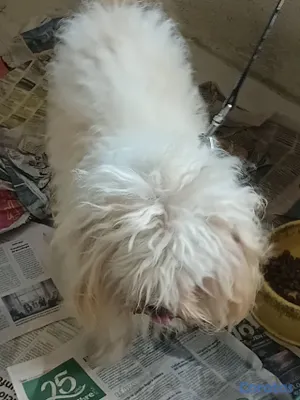animales y mascotas - SHIPOO PARA MONTA 3