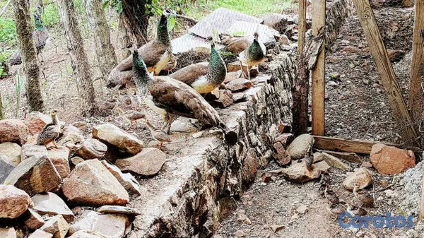 animales y mascotas - Pavos Reales en Venta | Desde RD$3,000 | Kolibripa 2