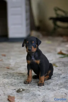 animales y mascotas - DOBERMAN Cachorros Puros 6