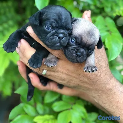 animales y mascotas - Cachorros Pugs 6