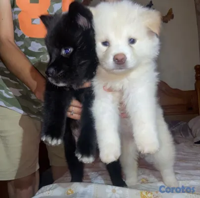 animales y mascotas - cachorros chow chow en venta 15,000 3