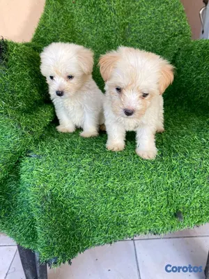 animales y mascotas - hermosos cachorritos maltipoo mini 2