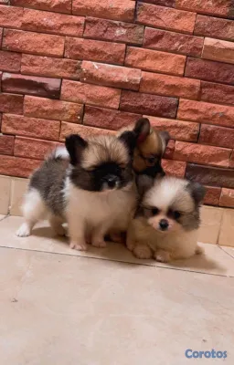 animales y mascotas - adorable cachorros pomerania macho 2