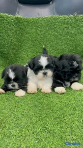 hermosos cachorritos Shitzu ambos sexo 